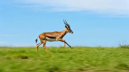 草原羚羊极速奔跑突破速度励志视频
