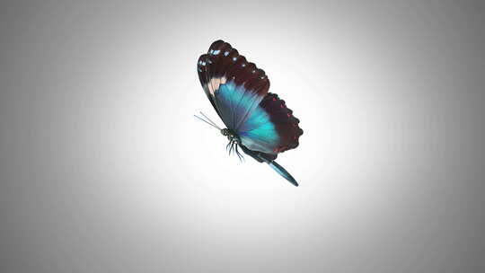 阿尔法哑光蝴蝶飞翔视频素材模板下载
