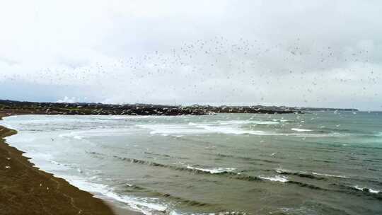 一片海鸟飞过海面