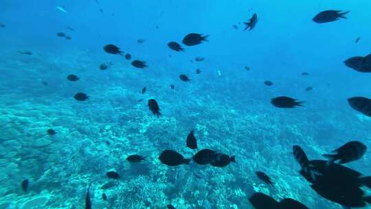 海底 潜水 海洋 海底世界