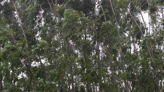 茂密树林枝叶繁茂景象