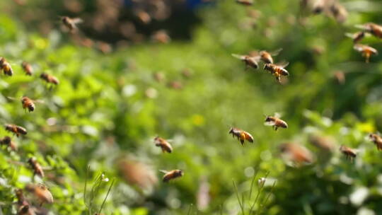特写慢镜头春天的蜜蜂蜂群飞舞