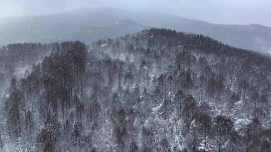 航拍东北下暴雪林海雪原威虎山