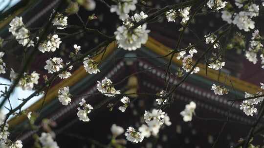湖北武汉市东湖磨山樱花园五重塔与白色樱花