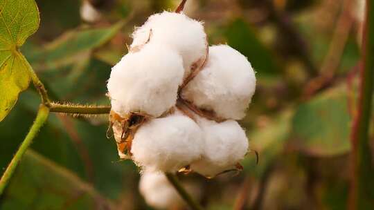 棉花采摘 棉花成熟