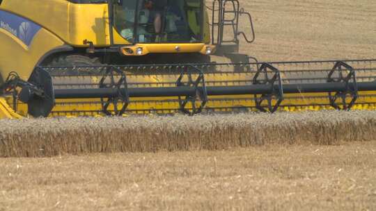 收割机收割小麦 小麦收割 农业机械视频素材模板下载