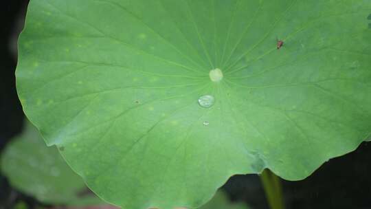 夏季雨天荷叶荷花水珠滴落慢镜头4K