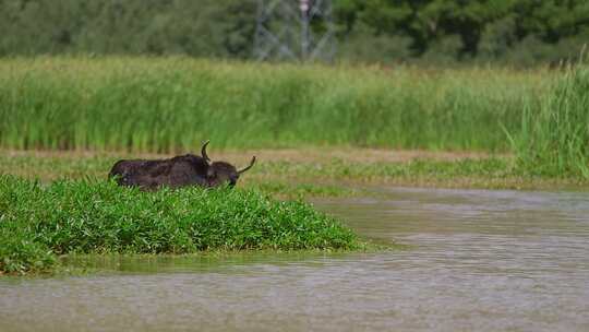 A1牛在湖边吃草、拉鲁湿地、多角度视频素材模板下载