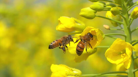 特写慢镜头春天油菜花田里的两只蜜蜂