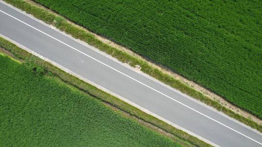 路面草地