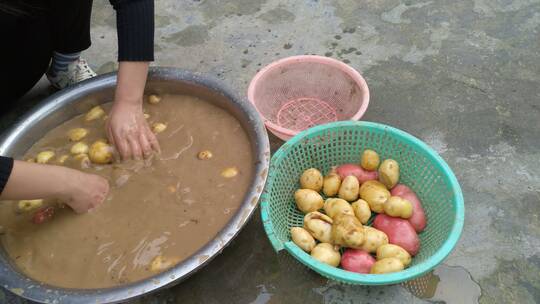 洗土豆马铃薯视频