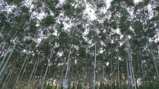 风吹树林摇摆曳森林阳光树林小树林树干