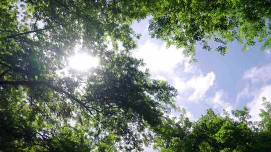 森林阳光 大树生长 阳光透过树叶照射