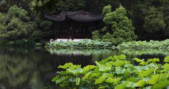 杭州西湖十景曲院风荷初夏风光