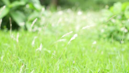 微风吹拂草丛实拍