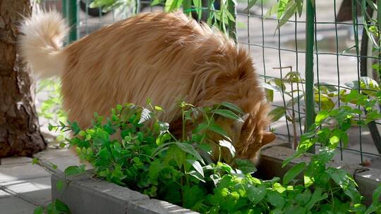 春季午后在院子里玩耍的宠物猫视频素材模板下载