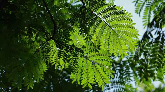 夏天风吹树叶阳光绿色唯美光影