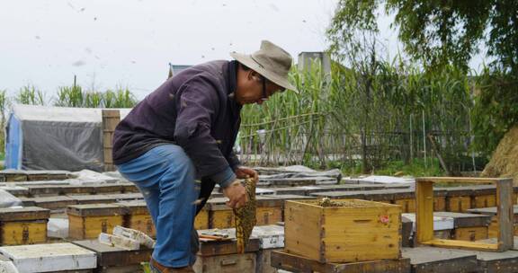 养蜂人在养蜂场忙碌饲养蜜蜂