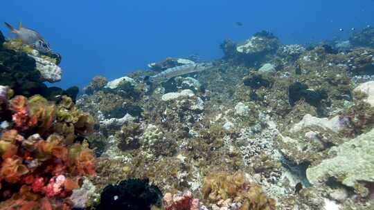 相机接近热带珊瑚清澈水中清洁站正在清洁的梭鱼