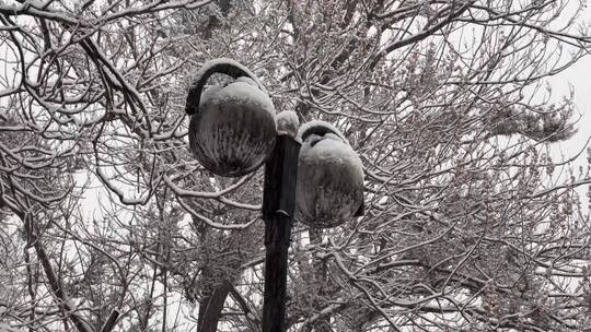 【镜头合集】鹅毛大雪雪景树枝上的积雪