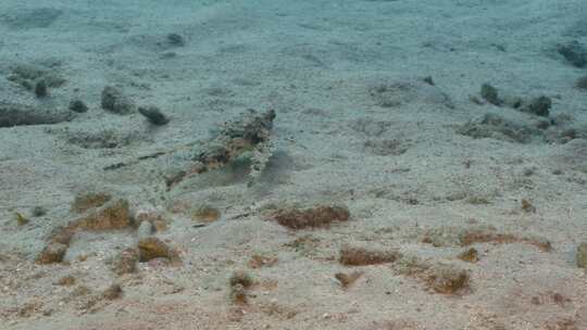 飞行Gurnard，海洋，水下，海底