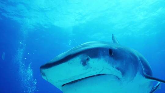 大海里的鲨鱼视频素材模板下载