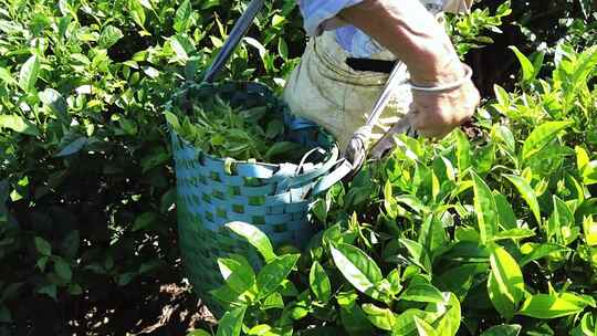 茶山茶园绿茶春茶茶叶采茶