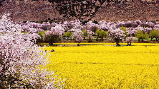 西藏林芝米林桃花油菜花