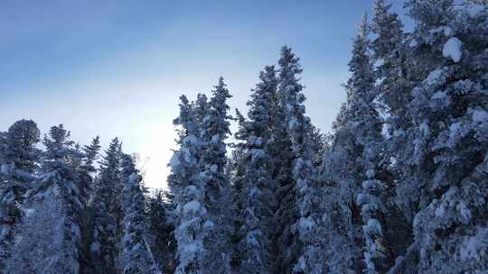 新疆喀纳斯雪景-雪松逆光左行