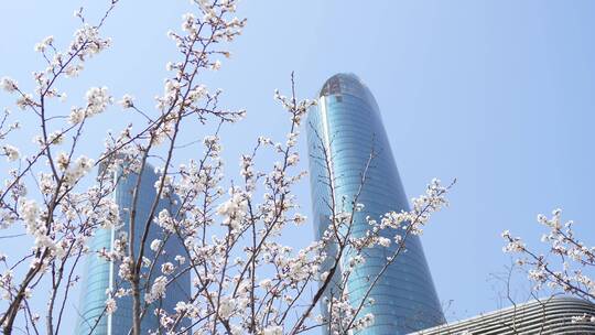 城市高楼下盛开的樱花