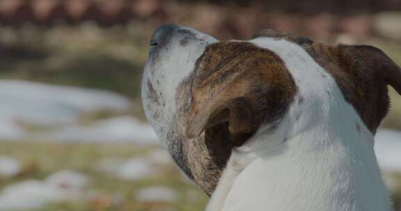 斗牛犬，狗，犬，脸