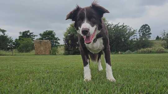 海滩假日犬边境牧羊犬