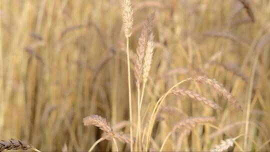农民查看小麦的长势