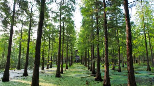 池杉湖水杉树林