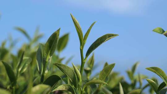 嫩绿茶树茶叶特写