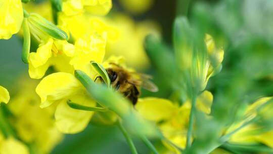 为一朵黄花授粉的蜜蜂
