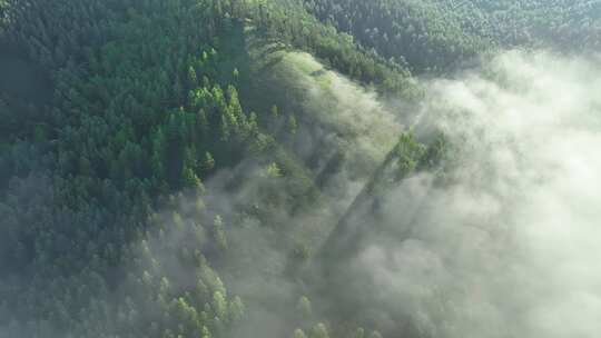 云雾迷漫光绿色山林