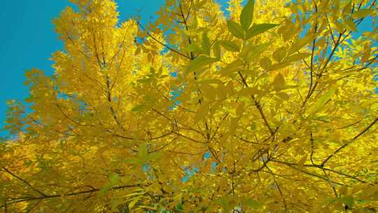 秋天阳光金黄色的大树特写