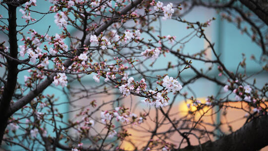 武汉春天晴川阁盛开的白色樱花
