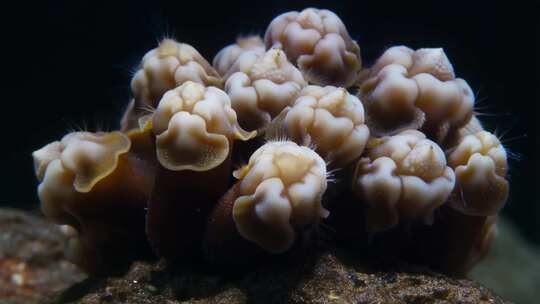 微距拍摄海底珊瑚素材
