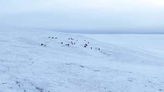 唯美雪景 呼伦贝尔大雪原