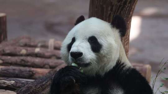 180帧慢动作动物园大熊猫华奥吃竹笋