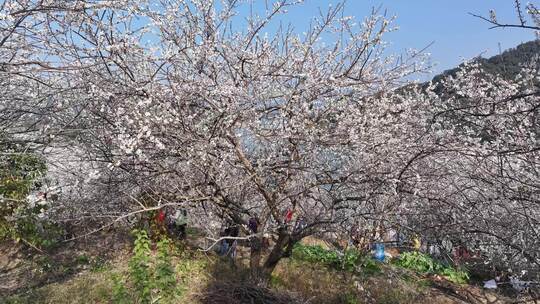 中国广东省广州市从化区广州流溪梅花节