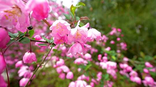 桃花花林