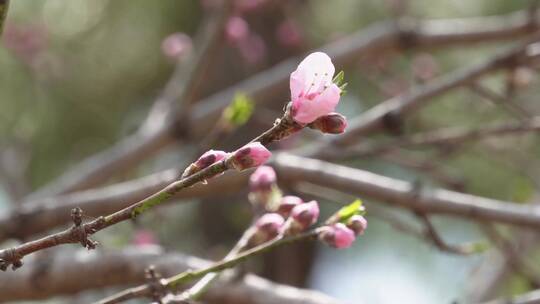 【镜头合集】桃花梅花花蕾花苞花骨朵开花