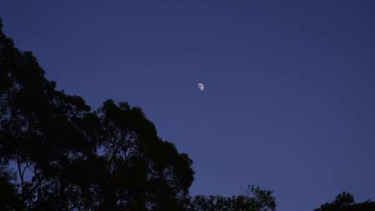 夜晚月亮树林夜幕降临森林半月夜空天空黑夜视频素材模板下载