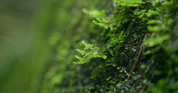 大自然 山野 细雨 苔藓 