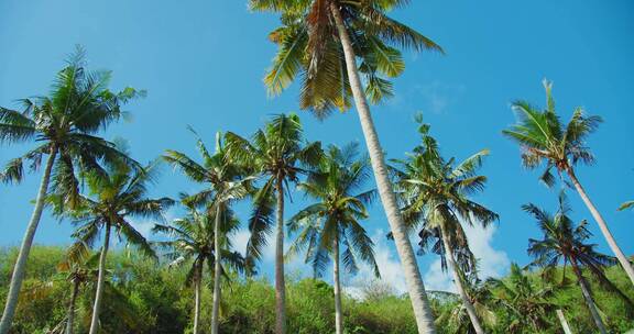 椰林 椰子树