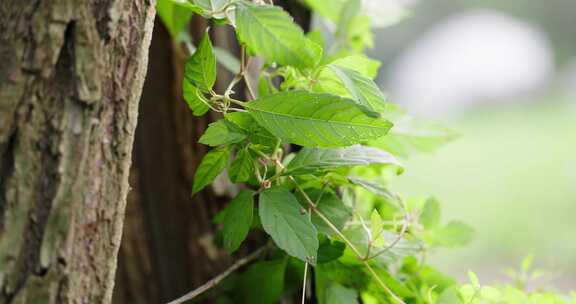 自然树洞绿植阳光特写固定