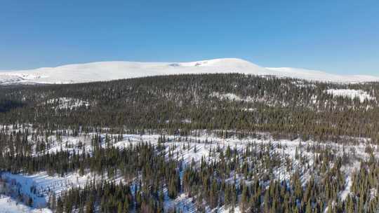 白雪覆盖景观中的松树林